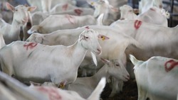Ферму на 6,5 тыс. дойных коз построят в ставропольском селе Надежда