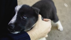 Спасённый в зоне СВО щенок нашёл новых хозяев в Кабардино-Балкарии