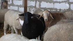 Шерстью фейковых овец торговал получатель субсидии на Ставрополье