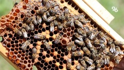 Центр искусственного оплодотворения пчёл собираются создать на Ставрополье