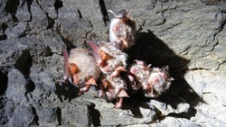 На горе Развалка установят ограждения для защиты зимующих летучих мышей 