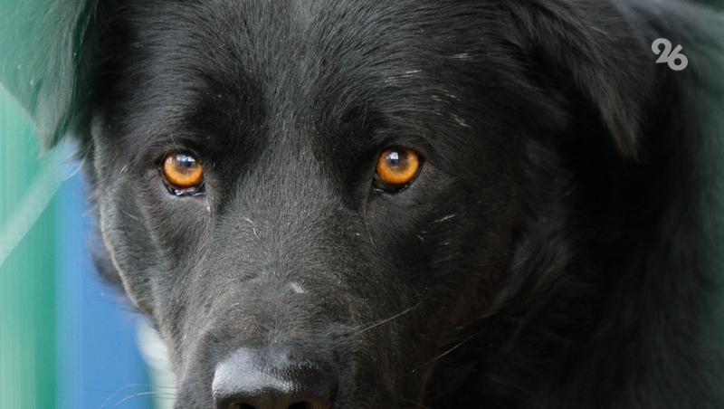 СКР проверяет информацию о нападении бродячих собак на подростка в Минводах