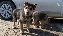 В Ставрополе прошёл рейд по проверке ситуации с безнадзорными животными