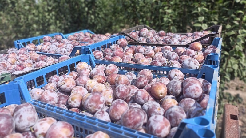 На Ставрополье аграрии уже собрали более 30 тысяч тонн плодово-ягодной продукции 