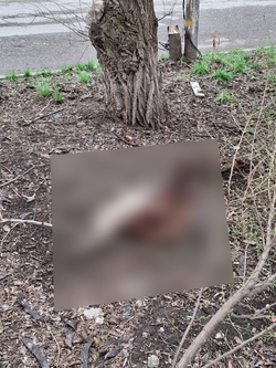 Отрубленные коровьи головы выбросили в центре Минеральных Вод