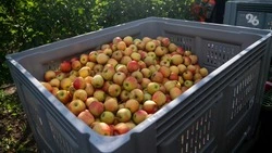 В 325 млн рублей оценили собственность садоводческой фирмы из Минвод