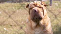 10 животных умерли после визита в ставропольскую ветеринарную клинику