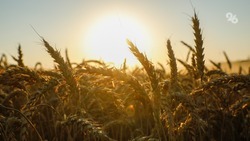 Аграрии Ставрополья убрали пять процентов засеянных зерновыми культурами площадей