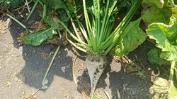 Испытания сахарной свёклы отечественной селекции проходят на Ставрополье