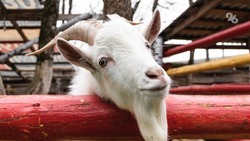 Пытавшийся продать козу житель Ставрополья пойдёт под суд за убийство