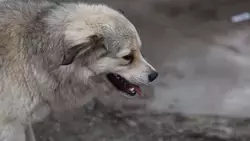 Глава Следкома РФ поручил возбудить дело из‑за бродячих собак в Железноводске