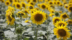 День урожая пройдёт в Михайловске 6 сентября