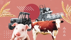 Закаляются в борьбе со сложностями: как чувствует себя АПК Ставрополья и на что рассчитывает