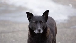 Бастрыкину доложат о расследовании дела о нападении собак на мальчика в Дагестане