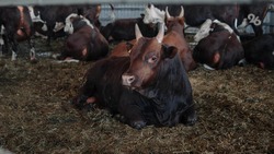 Ставропольские семейные животноводческие фермы развиваются благодаря госпрограмме