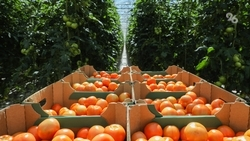 Производство тепличных овощей выросло на Ставрополье на 12,6%