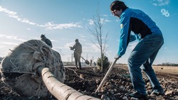 В Карачаево-Черкесии высадят из двух тысяч сосен памятный геоглиф