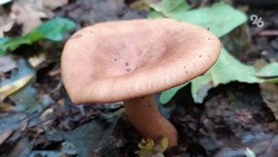 Список краснокнижных грибов расширят на Ставрополье