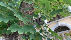 Глава Ставрополья поручил оперативно устранить последствия стихии в Ессентуках