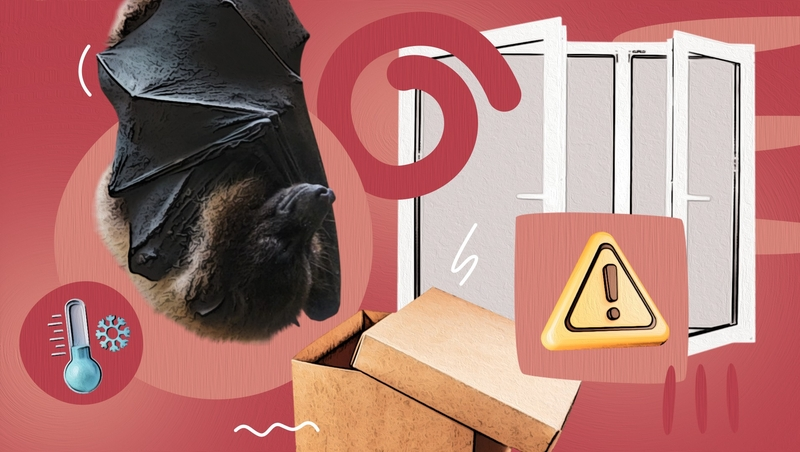 Могут погибнуть в мороз: что делать жителям Ставрополья, если к ним пожалуют летучие мыши