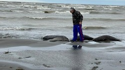 Эксперт: тюленей в Каспийском море мог убить метан 