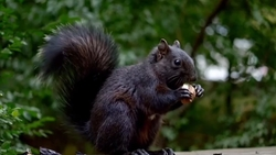 В Железноводске нашлась чёрная белка