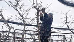Садоводы Ставрополья начали весенние работы с обрезки деревьев 