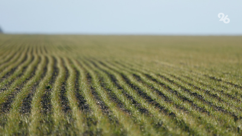 Аграрии Минераловодского округа начали сев озимых зерновых