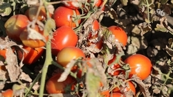 Более 1 тонны томатов собрал фермер из Новоселицкого округа 