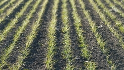 Первая азотная подкормка озимого клина стартовала на Ставрополье