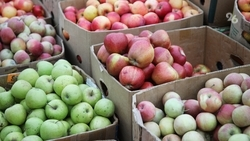 Две ярмарки выходного дня состоятся в Ставрополе 17 мая