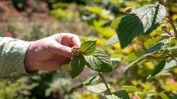 Более 40 тыс. растений высадили на территории Краснодара в 2025 году