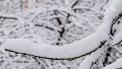 Снегопады спасли кубанские чайные плантации и фруктовые деревья