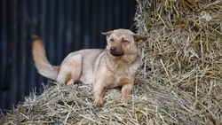 Mash Gor: Насильник животных угрожает женщинам и пристаёт к детям в Нальчике