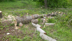Кисловодчанка незаконно срубила 20 деревьев на муниципальной земле