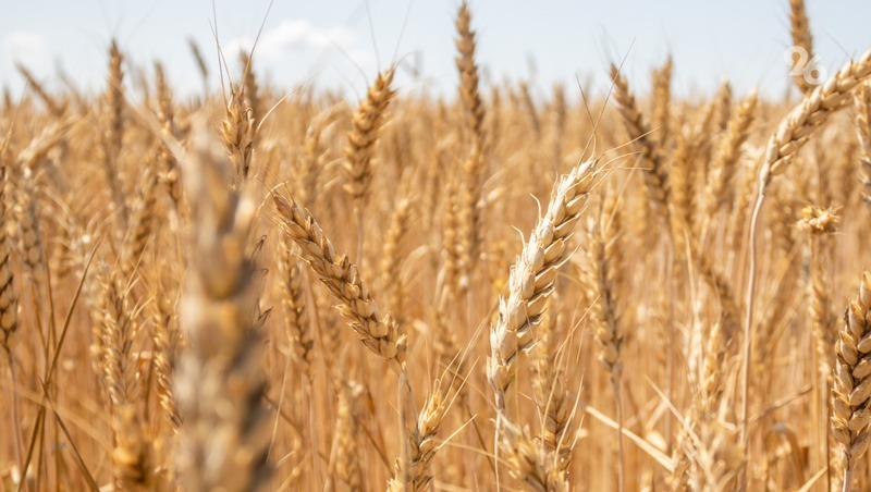 Собрать виртуальную пшеницу смогут гости выставки «Россия» на стенде Ставрополья