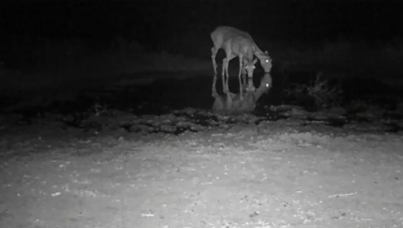 Дикие животные забыли о соперничестве на водопое в Астраханском заказнике