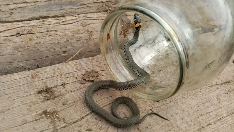 Змея забралась в мебельный магазин на Ставрополье