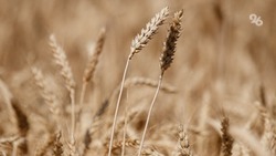 Более 920 тыс. тонн зерна отправили в закрома аграрии Ставрополья