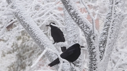 Непогоду с метелями и гололёдом прогнозируют на Ставрополье 13 и 14 декабря