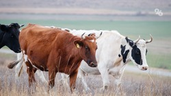 Ставропольские учёные создают краевую базу генетических данных крупного рогатого скота