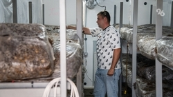 Студент со Ставрополья выращивает по 500 кг грибов благодаря соцконтракту