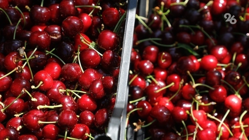 Порядка 15 га суперинтенсивных черешневых садов появилось за два года в Труновском округе