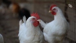 В Сингапур экспортировали 52 тонны мяса птицы со Ставрополья