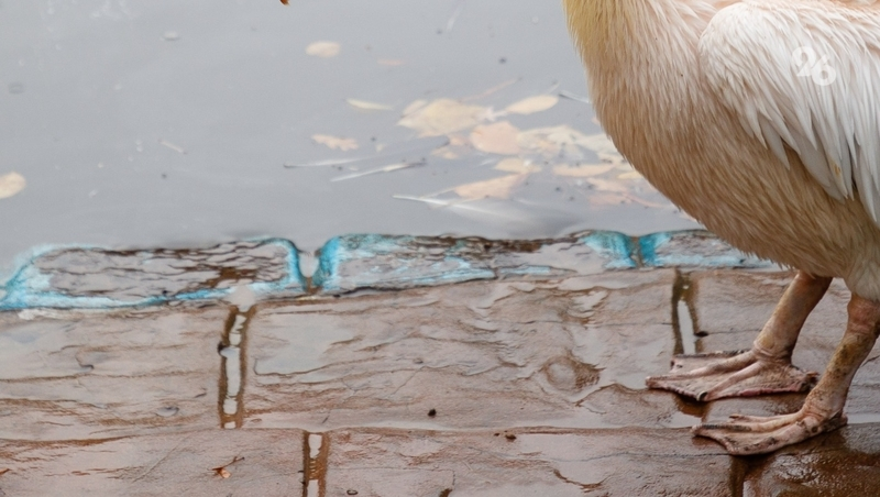 Стаю белых гусей выгуляли в центре Ставрополя