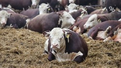 Производство говядины на Ставрополье увеличилось на 1,7% 