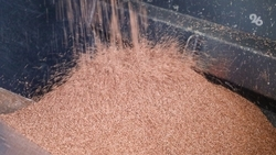 Доля семян кукурузы отечественной селекции на Ставрополье выросла в два раза