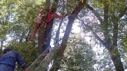 Девочка на Ставрополье полезла на дерево спасать котёнка и застряла сама