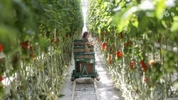 25,6 тыс. тонн тепличных овощей вырастили в Ставропольском крае с начала года