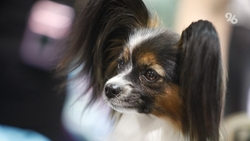 Фотовыставка животных из приюта «Лучший друг» открылась в Ставрополе